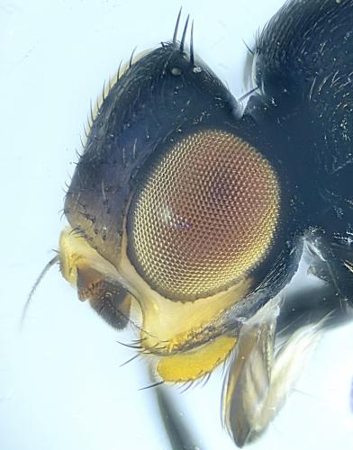 Polyodaspis ruficornis